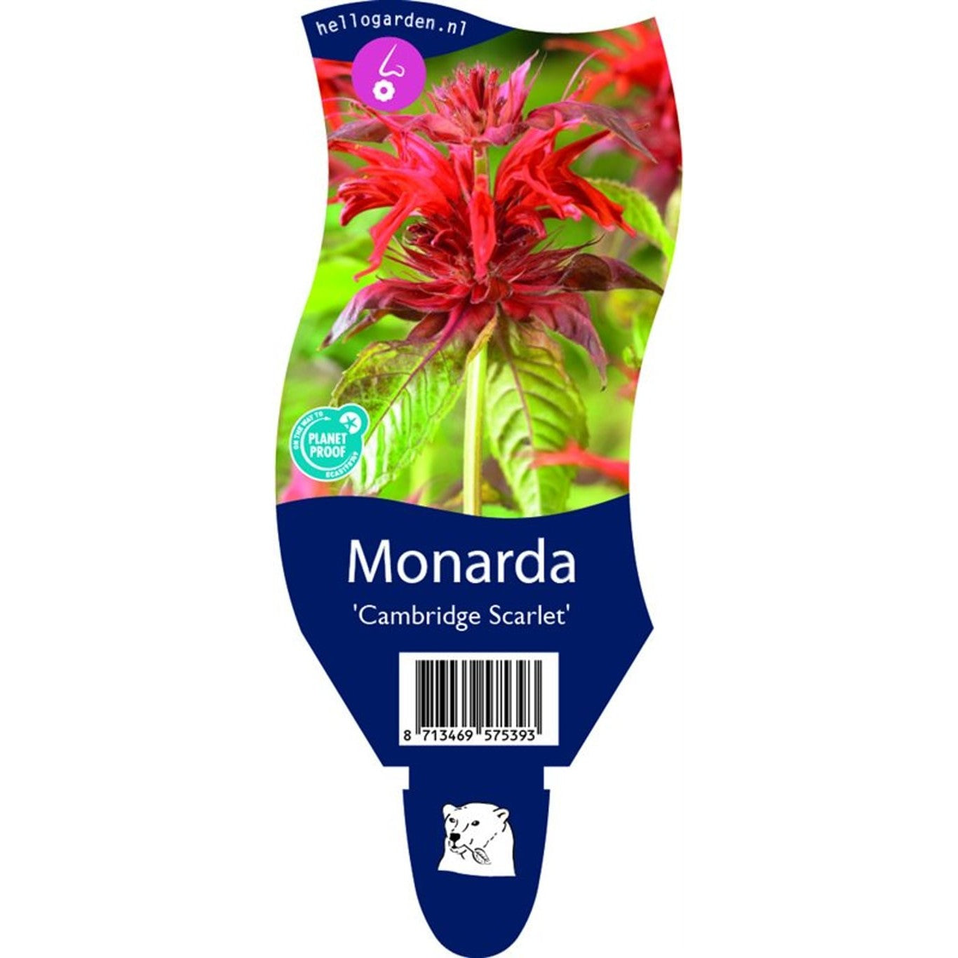 Temynta – Monarda 'Cambridge Scarlet' - P11